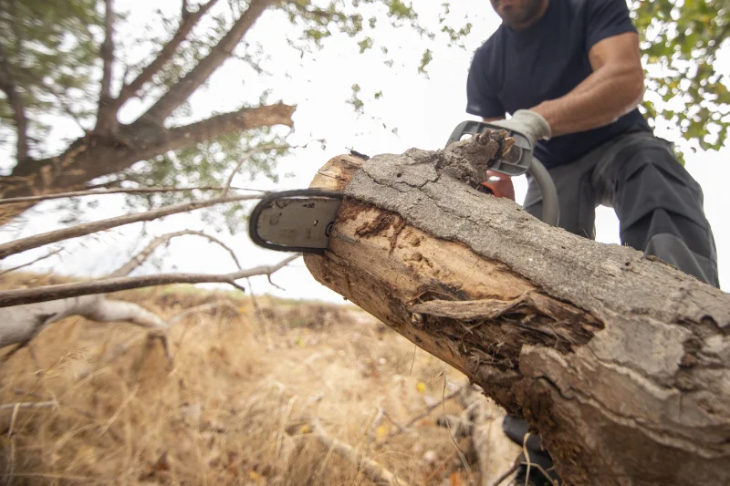 Découpe d’un tronc d’arbre à la tronçonneuse